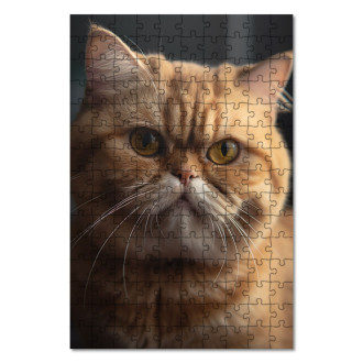 Dřevěné puzzle Exotická krátkosrstá kočka realistic