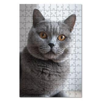 Dřevěné puzzle Britská krátkosrstá kočka realistic