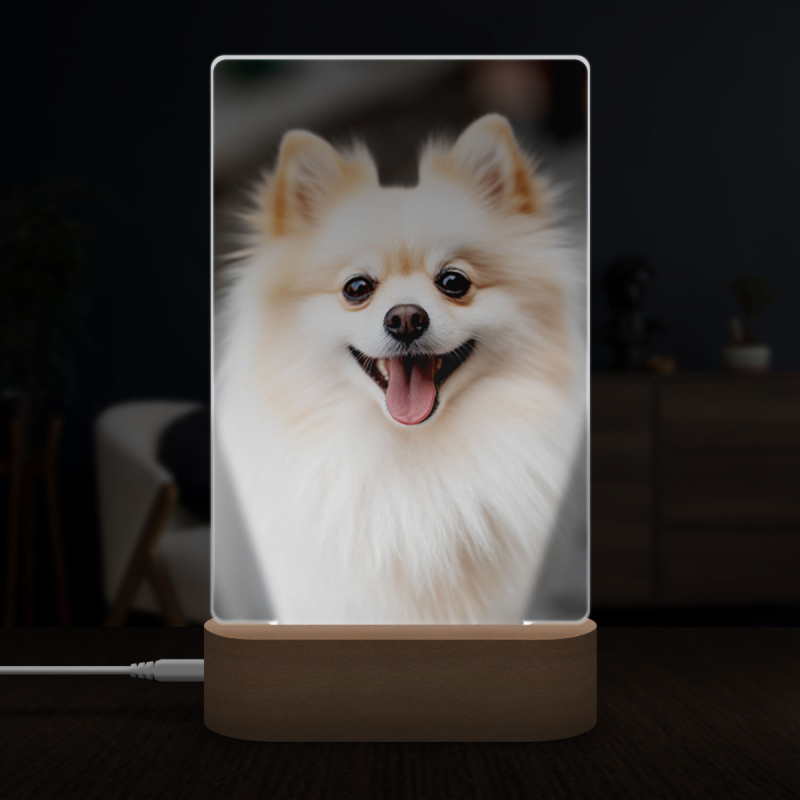 Pomeranian realistic
