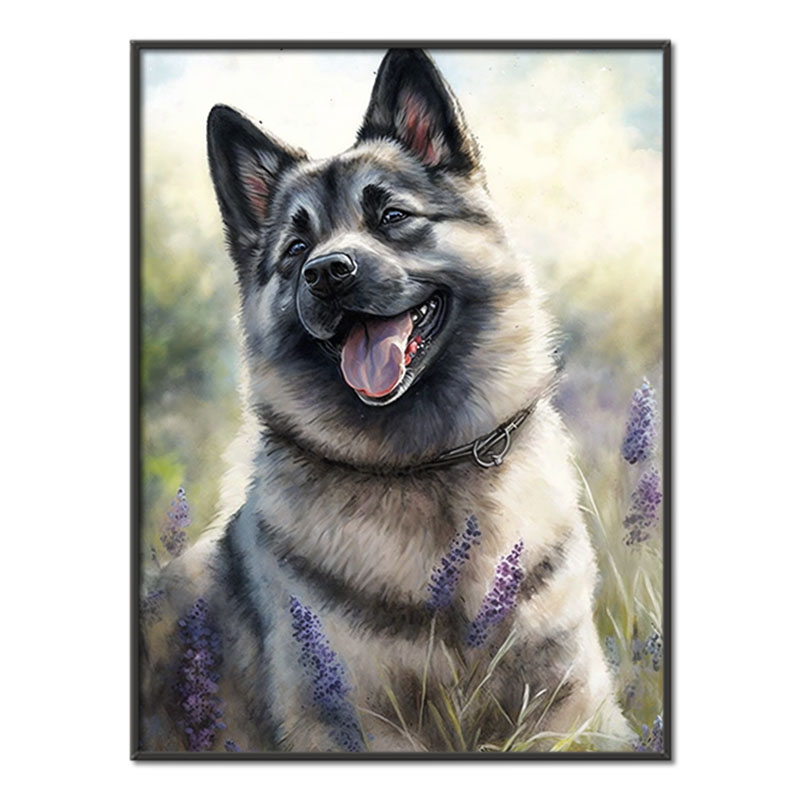Norský elkhound akvarel