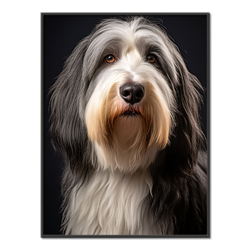 Bearded kolie realistic
