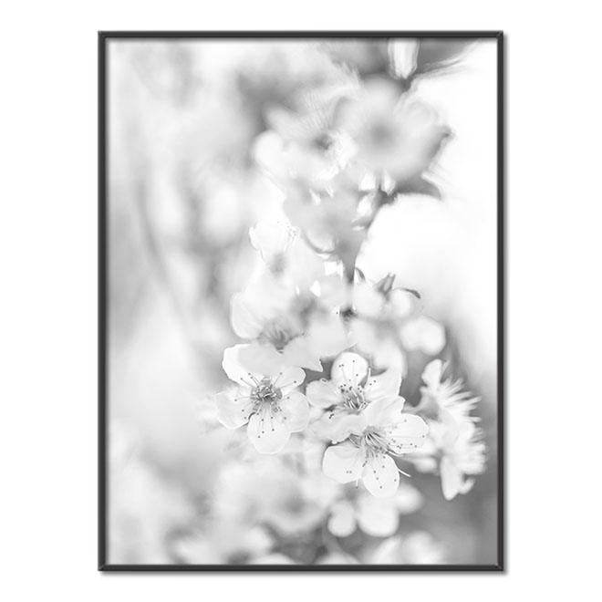 Třešňový květ Plakát