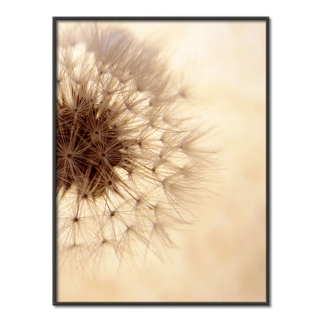 Koule se semínky pampelišky 2 Plakát