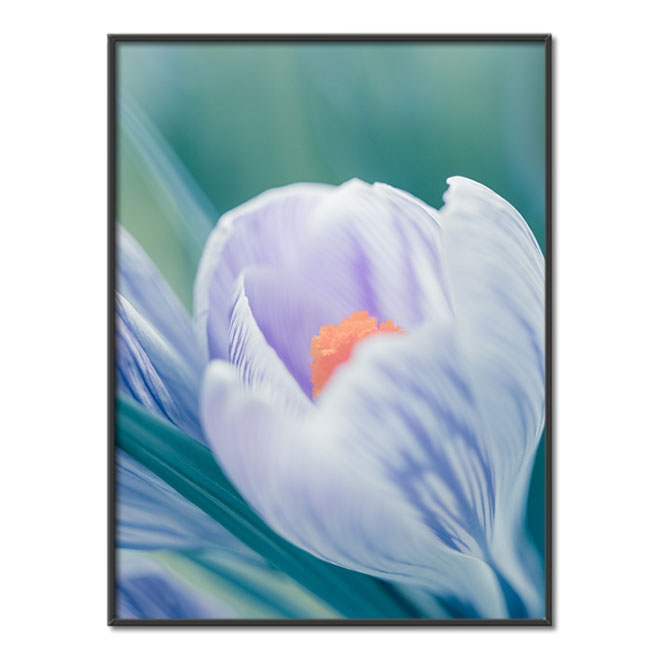 Jemný krokusový květ Plakát