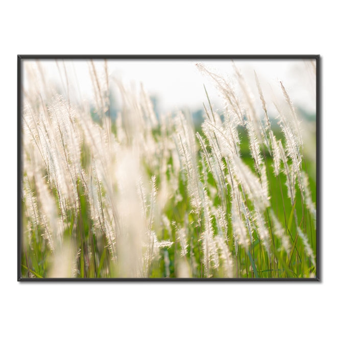 Květ trávy Plakát