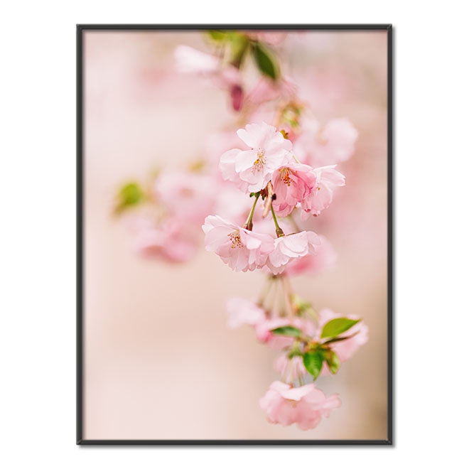Růžové třešňové květy Plakát