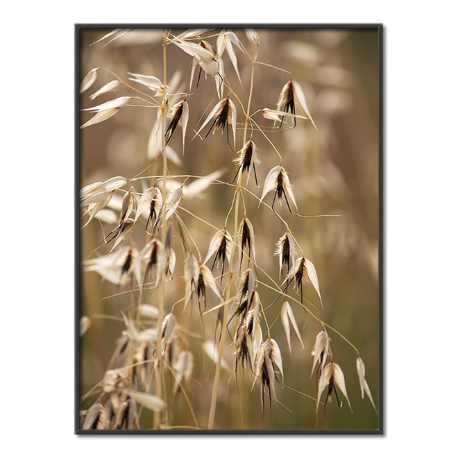 Hlavy travního semene Plakát