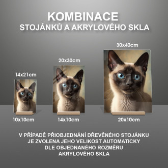 Siamská kočka akvarel