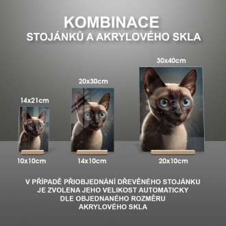 Tonkinská kočka akvarel