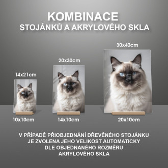 Birma kočka realistic