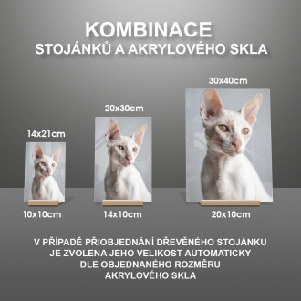 Cornish Rex kočka realistic