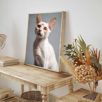 Devon Rex kočka realistic