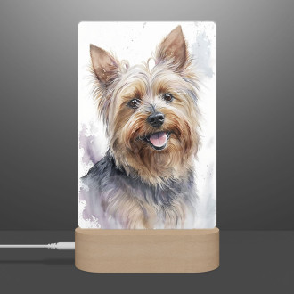 Silky Terrier akvarel