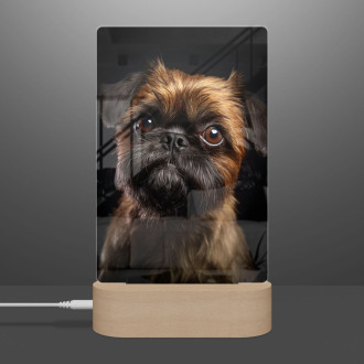 Brussels Griffon realistic