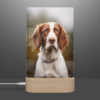 Welsh Springer Spaniel realistic