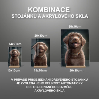 Chesapeake Bay retrívr animovaný