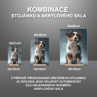 Miniaturní americký ovčák animovaný