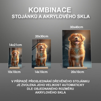 Nova Scotia Duck Toll Retriever animovaný