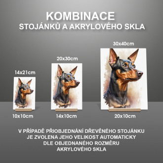 Miniaturní pinč akvarel