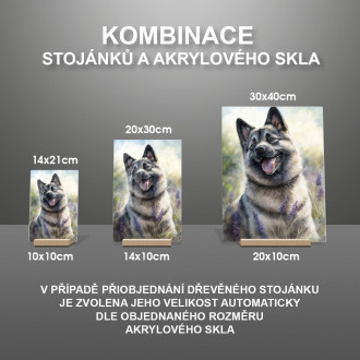 Norský elkhound akvarel