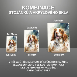 Welsh Springer Spaniel akvarel