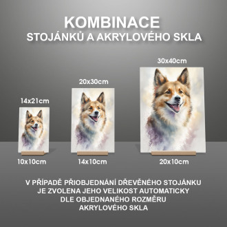 Islandský ovčák akvarel