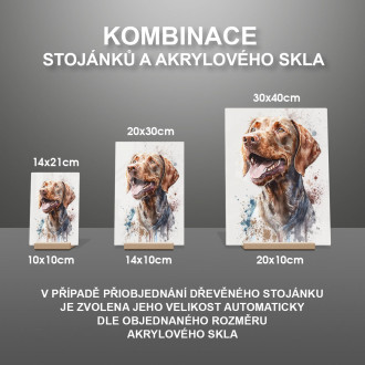 Český fousek akvarel
