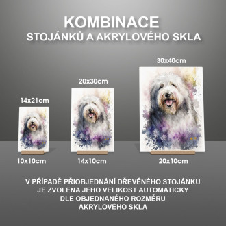 Starý anglický ovčák akvarel