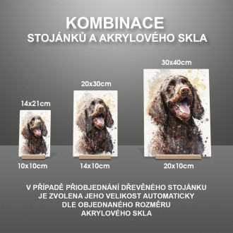 Irský vodní španěl akvarel