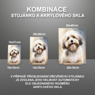 Havanese akvarel