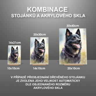 Schipperke akvarel