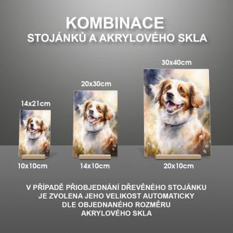 Holandský Kooikerhondje akvarel