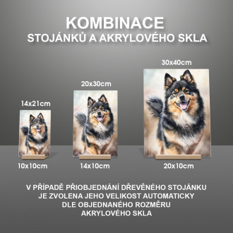 Finský Lapphund akvarel