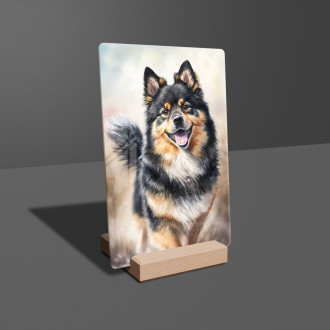 Finský Lapphund akvarel