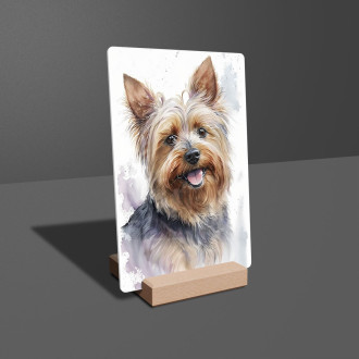 Silky Terrier akvarel