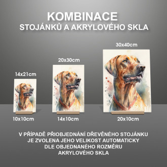 Rhodéský ridgeback akvarel