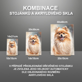 Pomeranian akvarel