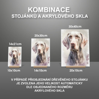 Výmarský ohař akvarel