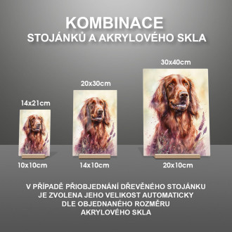 Irský setr akvarel