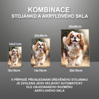 Kavalír King Charles španěl akvarel