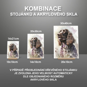 Polní španěl akvarel