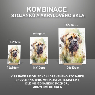 Boerboel akvarel