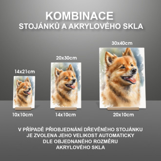 Finský špic akvarel