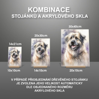 Pyrenejský ovčák akvarel