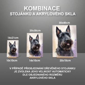 Skotský teriér akvarel