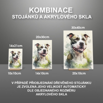 Stafordšírský bulteriér akvarel