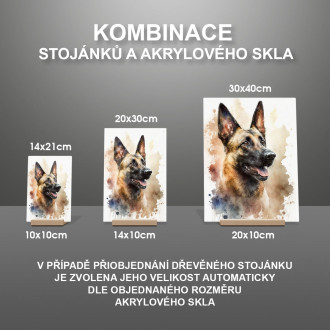 Belgický Malinoi akvarel