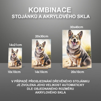 Švédský Vallhund akvarel