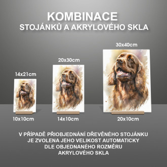 Sussex španěl akvarel