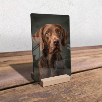 Wirehaired Vizsla realistic